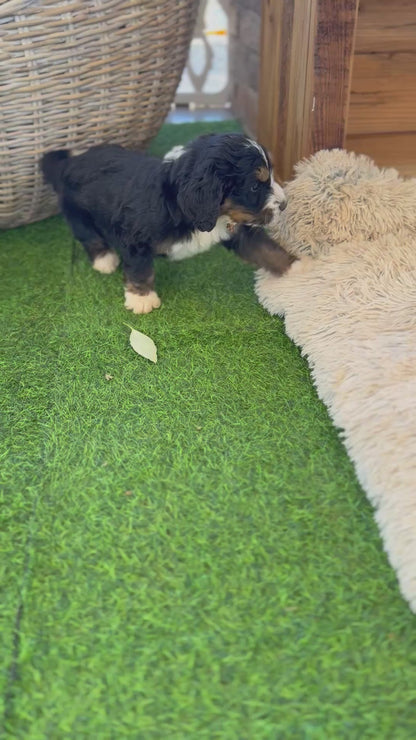 7 x F1 Standard Bernedoodles (Bernese Mountain Dog x Standard Poodle) READY END OF OCTOBER