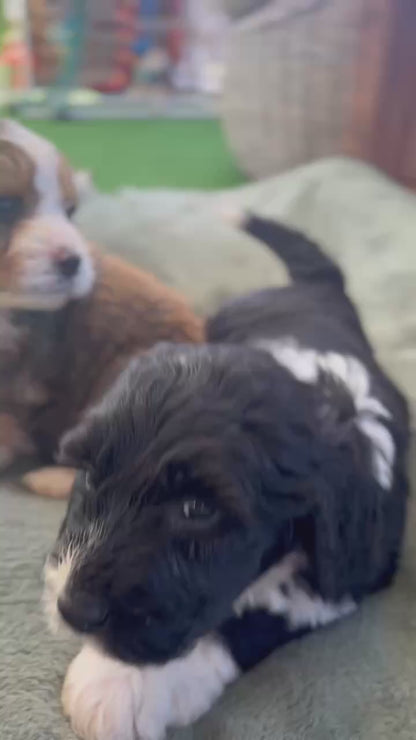 F1 Standard Bernedoodles (Bernese Mountain Dog x Standard Poodle)