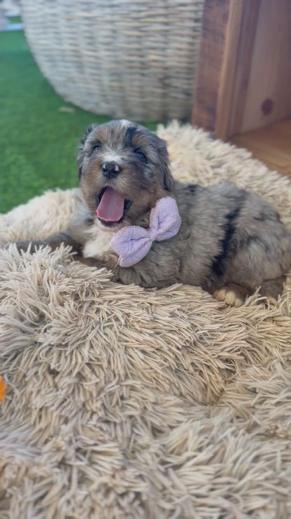 F1 Standard Bernedoodles (Bernese Mountain Dog x Standard Poodle)