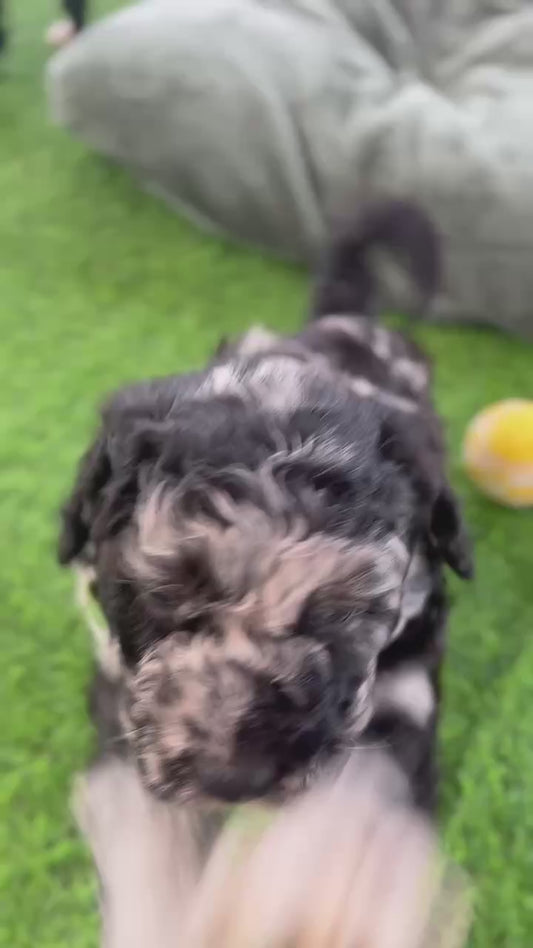 F1b Medium Bernedoodles (Standard Bernedoodle x Mini Poodle)