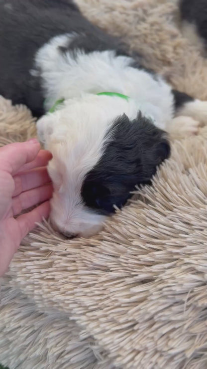 F1 Standard Sheepadoodles (Old English Sheepdog x Standard Poodle)