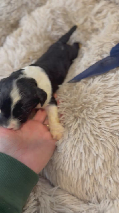 F1 Standard Sheepadoodles (Old English Sheepdog x Standard Poodle) READY EARLY DECEMBER