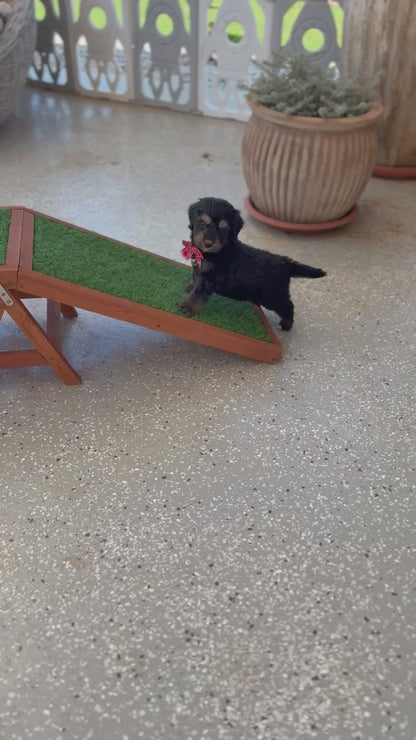 7 x F1 Standard Bernedoodles (Bernese Mountain Dog x Standard Poodle) READY END OF OCTOBER
