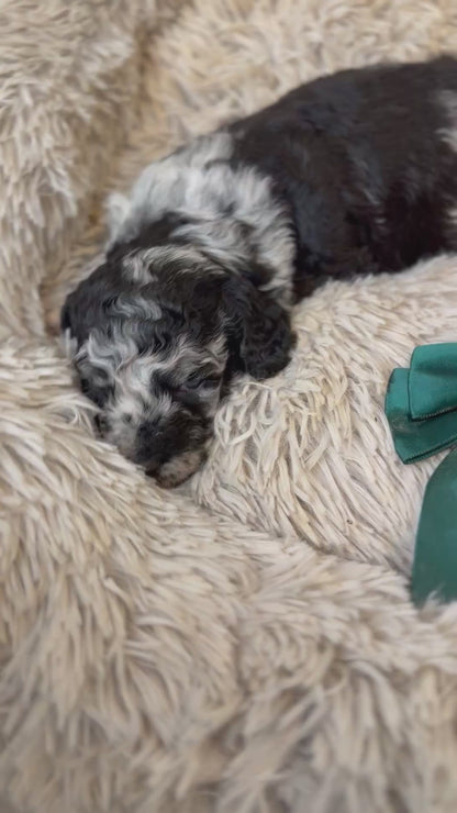 F1b Medium Bernedoodles (Standard Bernedoodle x Mini Poodle)