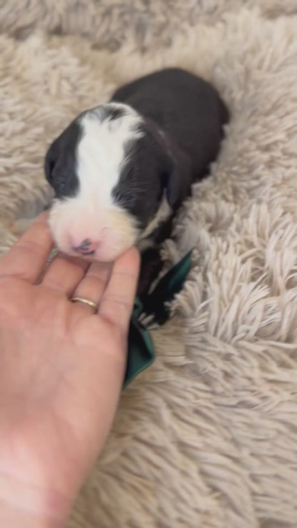 F1 Standard Bernedoodles (Bernese Mountain Dog x Standard Poodle)
