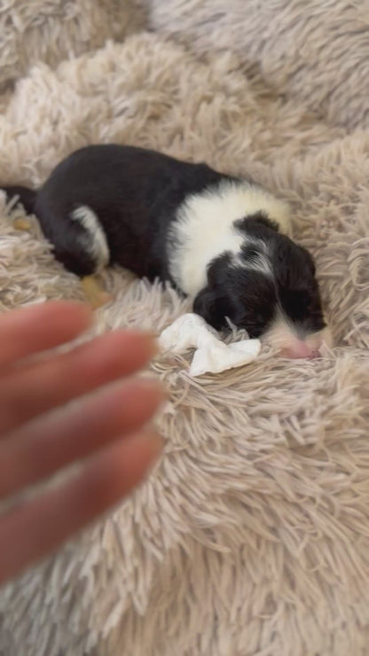 F1 Standard Sheepadoodles (Old English Sheepdog x Standard Poodle) READY EARLY DECEMBER