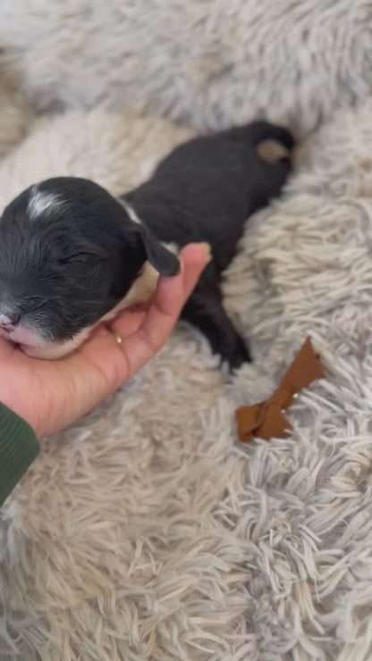 F1 Standard Sheepadoodles (Old English Sheepdog x Standard Poodle) READY EARLY DECEMBER