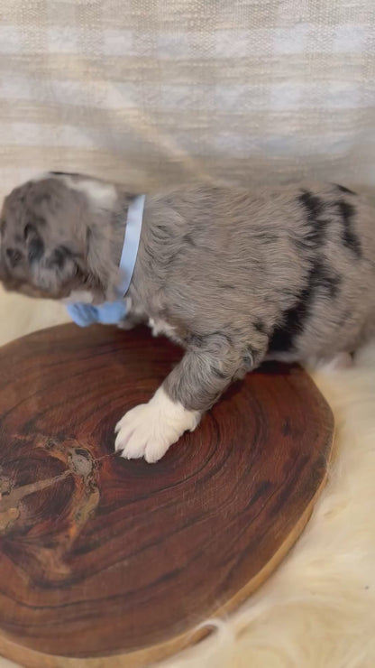 F1 Mini Bernedoodles (Bernese Mountain Dog x Mini Poodle)