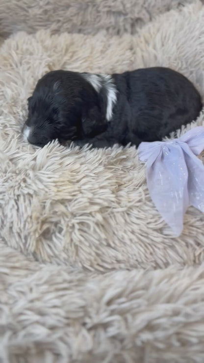 F1 Standard Bernedoodles (Bernese Mountain Dog x Standard Poodle)