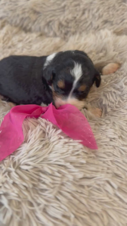 F1 Standard Bernedoodles (Bernese Mountain Dog x Standard Poodle)