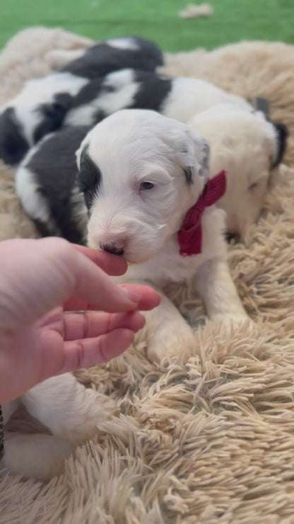 F1 Standard Sheepadoodles (Old English Sheepdog x Standard Poodle)