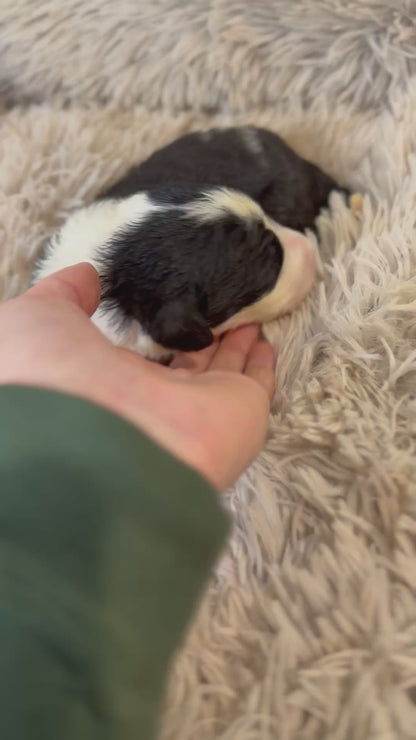 F1 Standard Sheepadoodles (Old English Sheepdog x Standard Poodle) READY EARLY DECEMBER