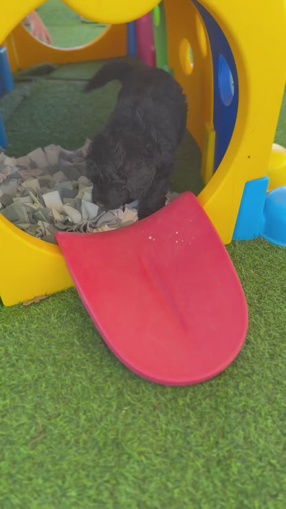 F1 Standard Bernedoodles (Bernese Mountain Dog x Standard Poodle)