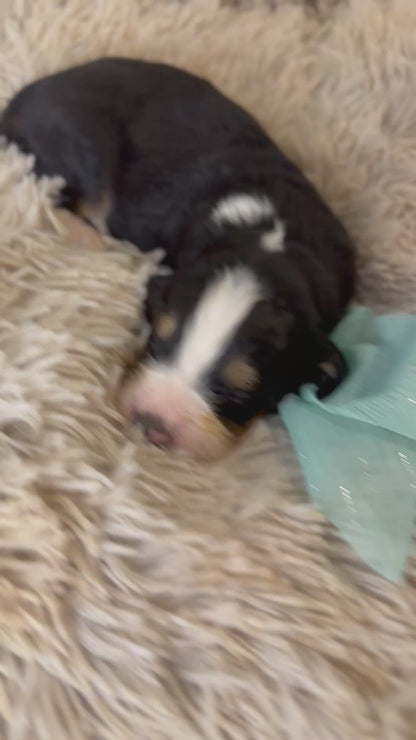 F1 Standard Bernedoodles (Bernese Mountain Dog x Standard Poodle)