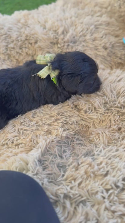 F1 Standard Bernedoodles (Bernese Mountain Dog x Standard Poodle)