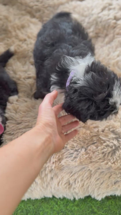 POSIE - F1 Standard Bernedoodles (Bernese Mountain Dog x Standard Poodle)