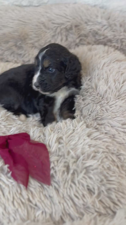 F1 Standard Bernedoodles (Bernese Mountain Dog x Standard Poodle)