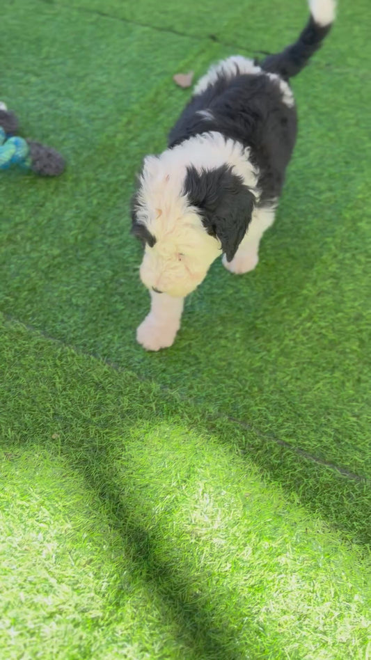 F1 Standard Sheepadoodles (Old English Sheepdog x Standard Poodle)