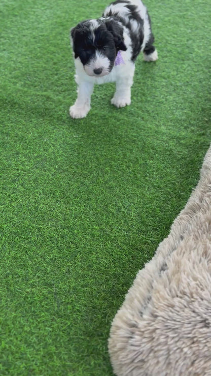F1 Mini Sheepadoodles (Old English Sheepdog x Mini Poodle)
