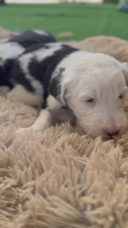 F1 Standard Sheepadoodles (Old English Sheepdog x Standard Poodle)