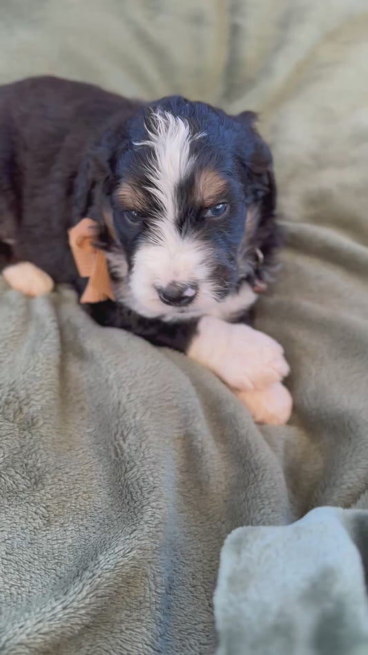 F1 Standard Bernedoodles (Bernese Mountain Dog x Standard Poodle)