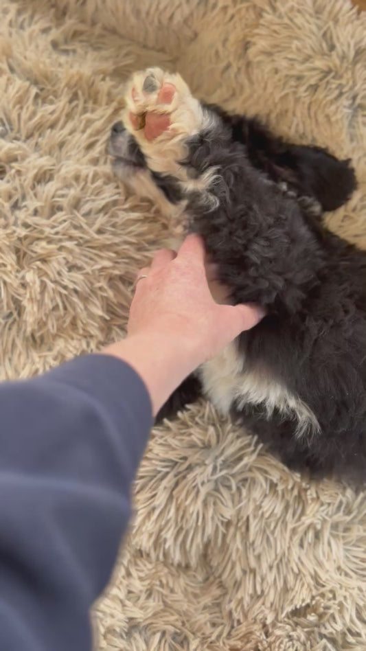 2 x F1 Standard Bernedoodles (Bernese Mountain Dog x Standard Poodle) READY END OF OCTOBER