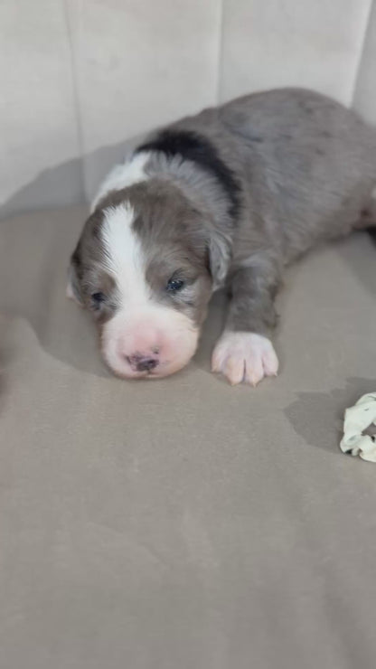 8 x F1 Standard Bernedoodles (Bernese Mountain Dog x Standard Poodle) READY EARLY DECEMBER