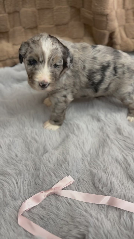 6 x F1 Standard Bernedoodles (Bernese Mountain Dog x Standard Poodle) READY EARLY DECEMBER