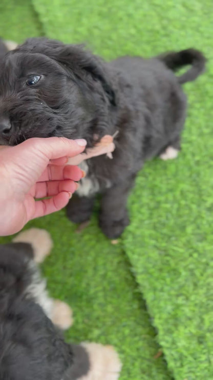 PEPPA - F1 Standard Bernedoodle (Bernese Mountain Dog x Standard Poodle) READY NOW