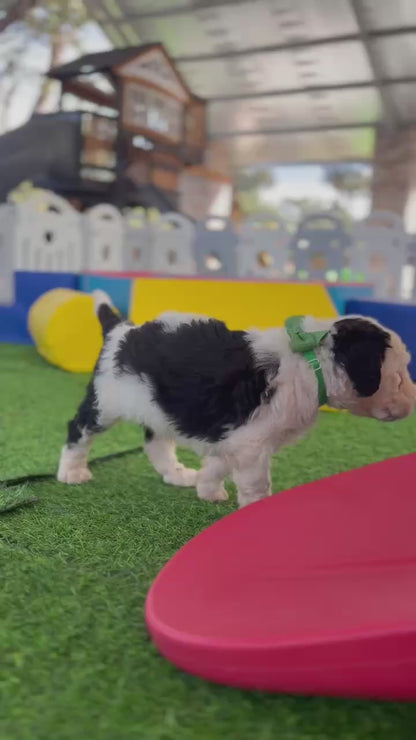 F1 Standard Sheepadoodles (Old English Sheepdog x Standard Poodle)