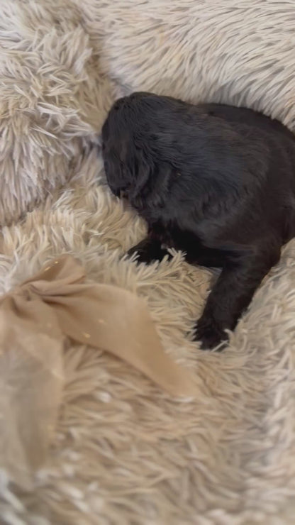 F1 Standard Bernedoodles (Bernese Mountain Dog x Standard Poodle)