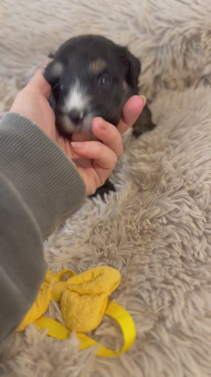 F1 Standard Bernedoodles (Bernese Mountain Dog x Standard Poodle)