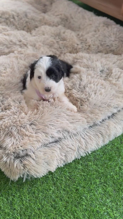 POPPY - F1 Standard Sheepadoodle (Old English Sheepdog x Standard Poodle)