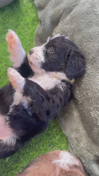 F1 Standard Bernedoodles (Bernese Mountain Dog x Standard Poodle)