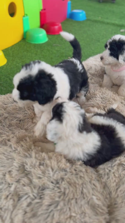 POPPY - F1 Standard Sheepadoodle (Old English Sheepdog x Standard Poodle)