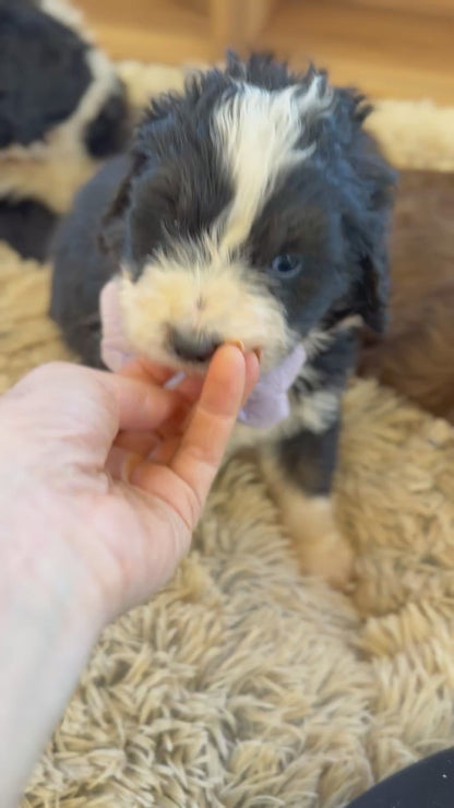 F1 Standard Bernedoodles (Bernese Mountain Dog x Standard Poodle)