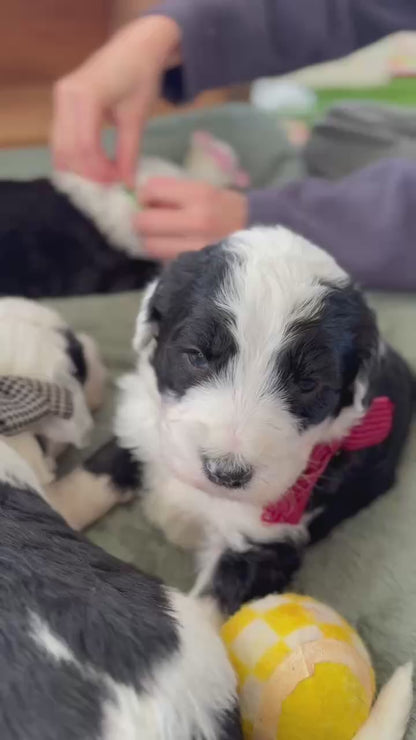 F1 Standard Sheepadoodles (Old English Sheepdog x Standard Poodle)