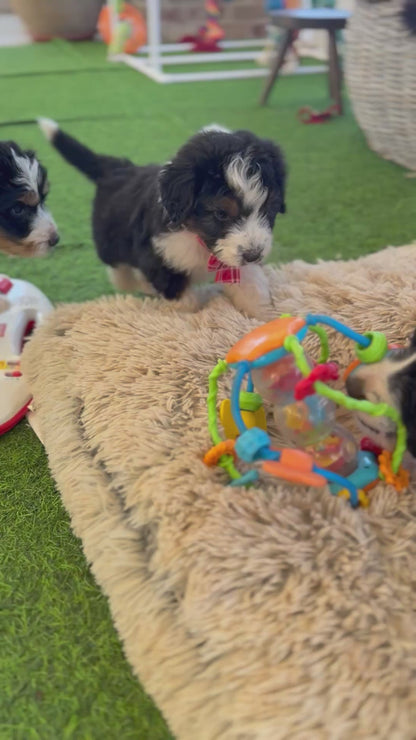 PERCY - F1 Standard Aussiedoodle (Australian Shepherd x Mini Poodle)