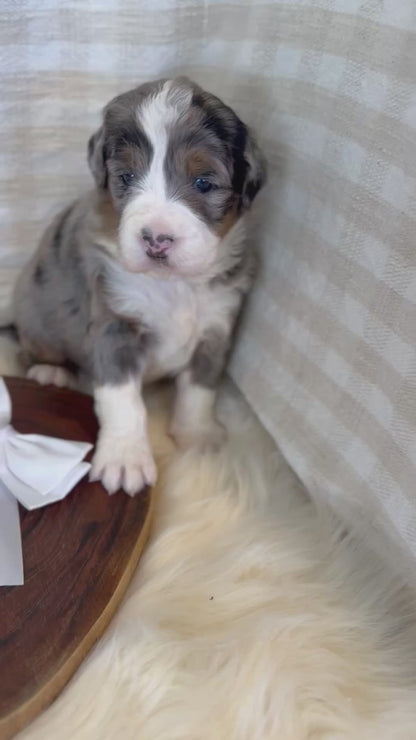 F1 Mini Bernedoodles (Bernese Mountain Dog x Mini Poodle)