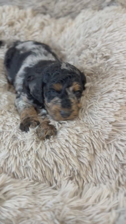 F1b Medium Bernedoodles (Standard Bernedoodle x Mini Poodle)