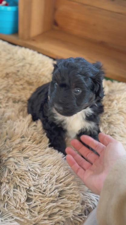 F1 Standard Bernedoodles (Bernese Mountain Dog x Standard Poodle)