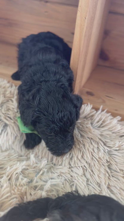 3 x F1 Mini Schnoodles (Mini Poodle x Mini Schnauzer)