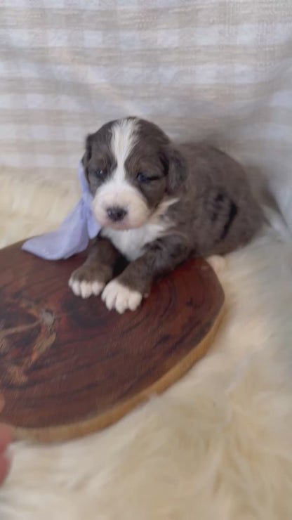 F1 Mini Bernedoodles (Bernese Mountain Dog x Mini Poodle)