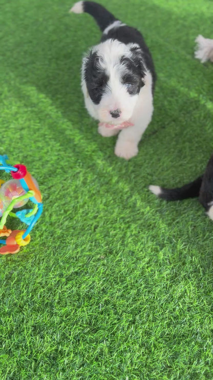 WINNIE - F1 Standard Sheepadoodle (Old English Sheepdog x Standard Poodle)