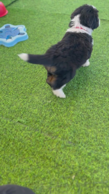 PERCY - F1 Standard Aussiedoodle (Australian Shepherd x Mini Poodle)
