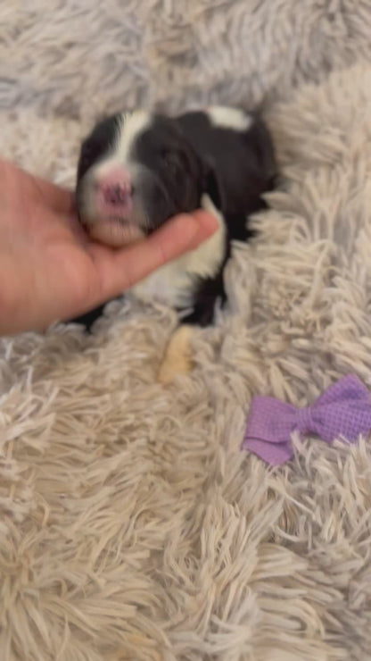F1 Standard Sheepadoodles (Old English Sheepdog x Standard Poodle) READY EARLY DECEMBER