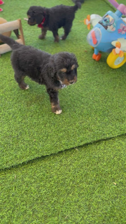 7 x F1 Standard Bernedoodles (Bernese Mountain Dog x Standard Poodle) READY END OF OCTOBER