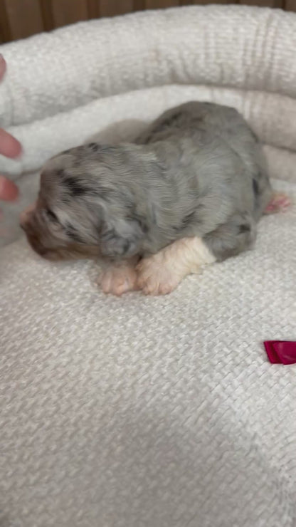 8 x F1 Standard Bernedoodles (Bernese Mountain Dog x Standard Poodle) READY EARLY DECEMBER