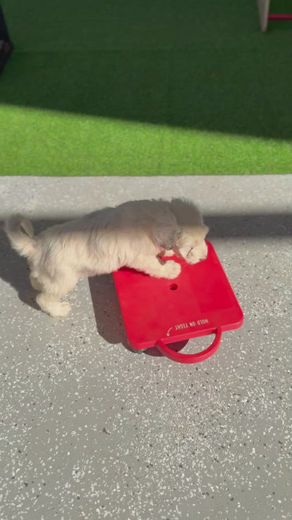 F1 Standard Sheepadoodles (Old English Sheepdog x Standard Poodle)