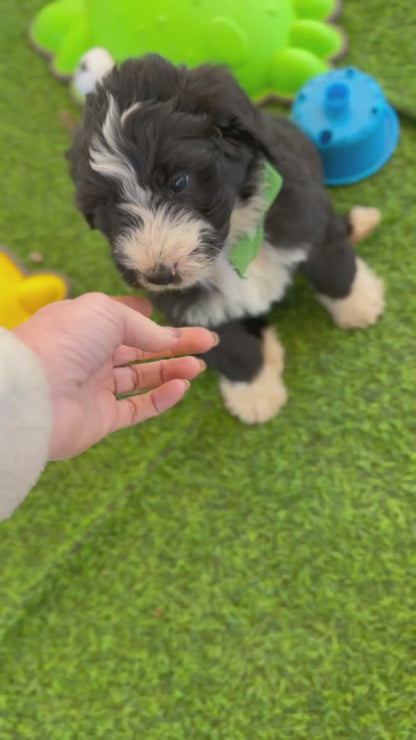 7 x F1 Standard Bernedoodles (Bernese Mountain Dog x Standard Poodle) READY END OF OCTOBER